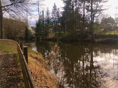 Naturgenuss am Waldsee
